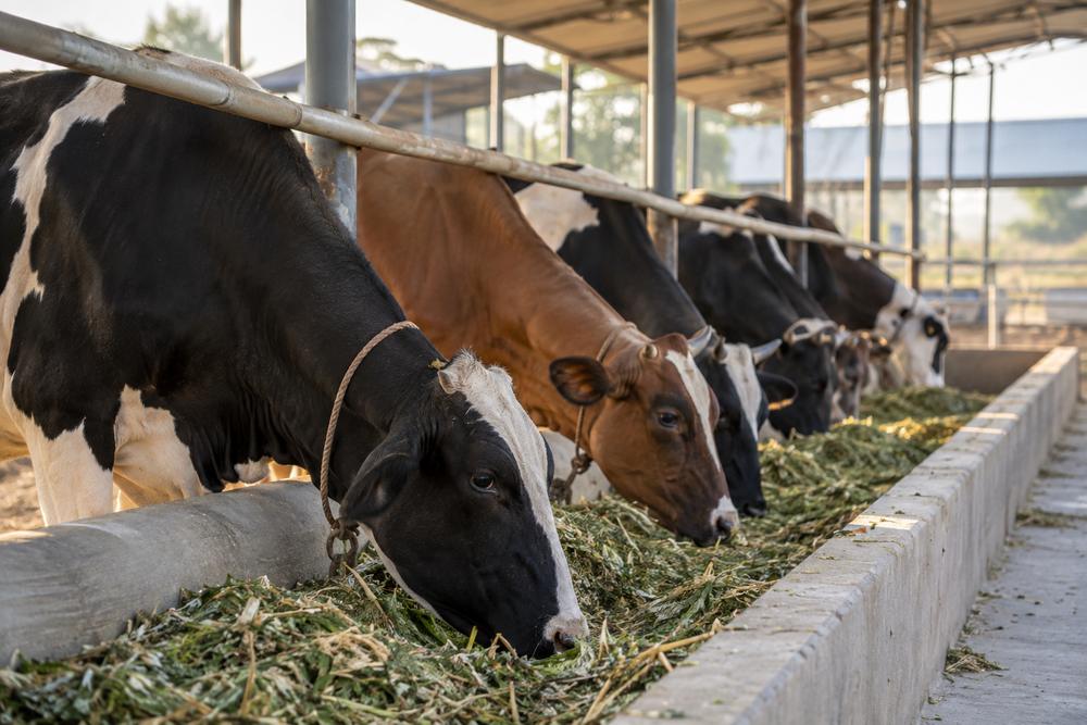 Dairy cows feeding at a trough