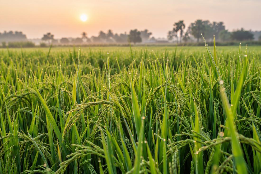 Green paddy field at sunrise